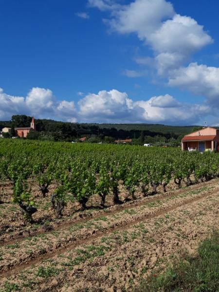 Gîte " Au Milieu des Vignes "