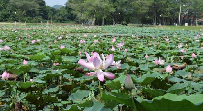 Rantau Eco Park 2 Kampong Kuala Sawah Negeri Sembilan Malaysia 19 Guest Reviews Book Hotel Rantau Eco Park 2