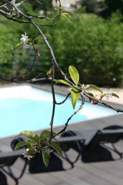Les Centaurines