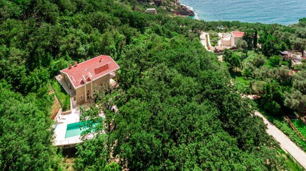 Delphinium Villa