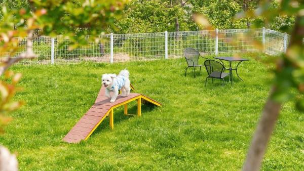Yangyang Monti Pet Spa Pension