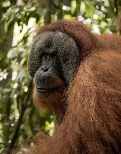 Sama Sama Homestay & Trekking Only Stay Here Book Trekking and Transport With Us, Забронировать  Букит-Лаванг Суматра