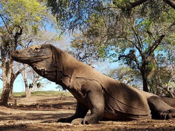 4D3N CRUISE Lombok-Komodo-Flores, Забронировать  Мангсит Ломбок