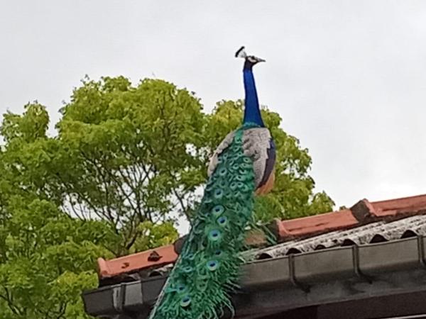 Ayu Kataragama, Забронировать  Катарагама 