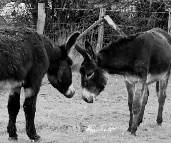 La Ferme De La Bete Noire, Забронировать  Тьефрен 