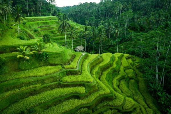Gorgeous Villa in Rice Fields, Забронировать  Убуд провинция Бали