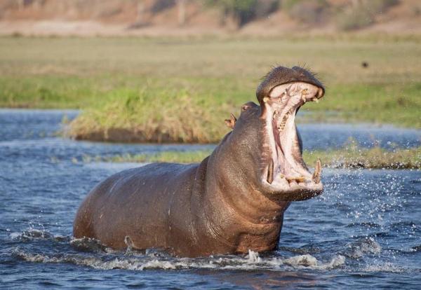 Kosi Bay Hippo Lodge & Resort, Забронировать  KuShengesa Квазулу-Наталь