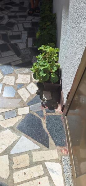 Apartman Villy 2, Забронировать  Отели Ядраново с парковкой, Парковка