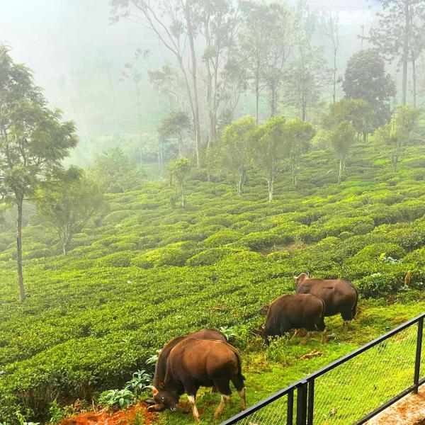 Prysm Homestay - Kotagiri, Забронировать  Котагири штат Тамилнад