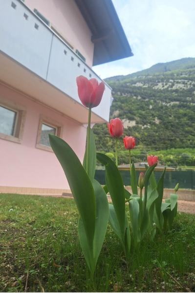 Casa \Rosa dei laghi\, Забронировать  Падерньоне Валле-дель-Адидже