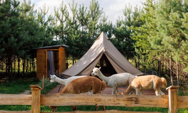 Glamping - Projekt Alpaka, Забронировать Кемпинг Кемпинги и глэмпинги Мазовецкое воеводства, Кемпинг