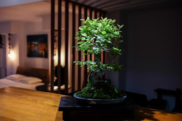 Bonsai Family Residence