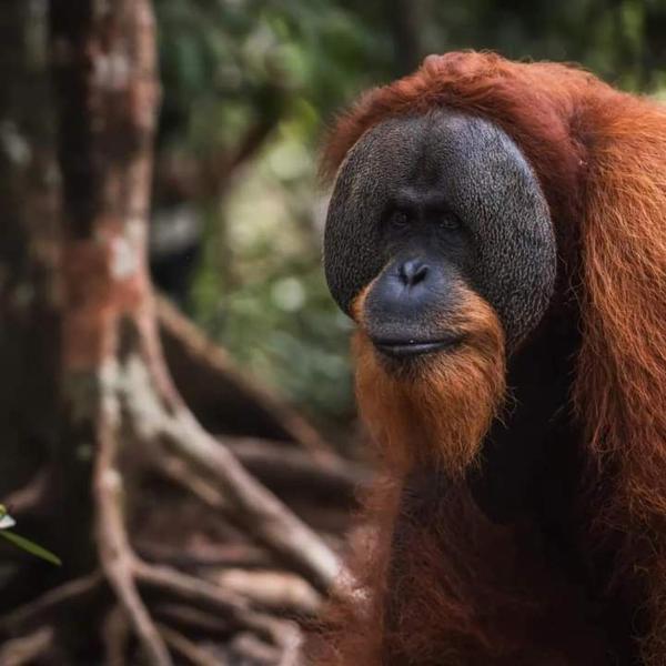 Sumatra Orangutan Tours Orangutan Trekking with Airport Pick Up Drop Off and Accommodation Trekking Required for All Bookings, Забронировать  Отели Суматры с парковкой, Парковка