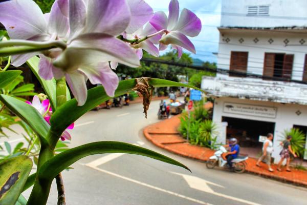 The Sports Bar  Guesthouse Luang Prabang